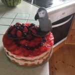 dort s papouškem žako